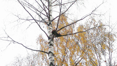 Joskus voi tietysti käydä niin, että hyvä hirvikoira hallitsee myös ilvekset...